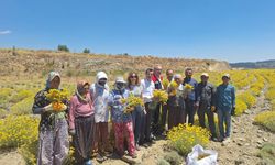 Lavanta ve altın otu hasadı başladı