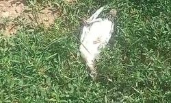 Başıboş köpekler dehşet saçtı