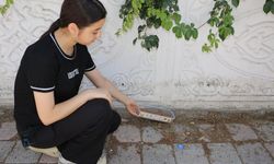 Sokak Hayvanlarına Duyarlı Öğrencilerden Büyük Adım