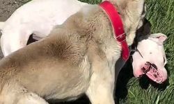 Eskişehir'de köpek dövüş videosuna tepkiler büyüyor