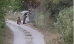 Köye inen ayıları "Gülümseyin çekiyorum" diyerek cep telefonuyla kaydetti