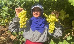Meşhur üzüm, Avrupa ve Arap ülkelerinden talep alıyor