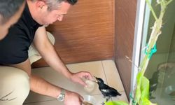 Yangından yaralı kurtarılan saksağana belediye başkanı makamında bakıyor