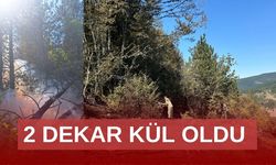 Orman yangınında 2 dekar alan kül oldu