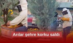 Arılar şehir merkezini istila etti