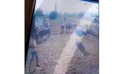 Beslediği boğanın saldırısına uğradı