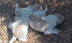 Menfeze sıkışan 2 köpek kurtarıldı