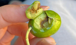 Didim’de üreticilere zeytin sineği uyarısı