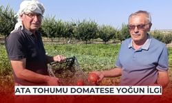 Ata tohumlu domateslere yoğun ilgi