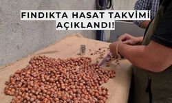 Fındık hasat tarihleri belli oldu