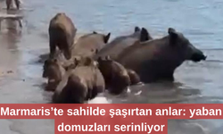 Marmaris’te sahilde şaşırtan anlar: yaban domuzları denize girdi
