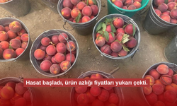 Şeftali Hasadında Fiyatlar Uçuşta: Çiftçinin Yüzü Güldü!