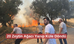 20 zeytin ağacı yandı: 2 çocuk gözaltında
