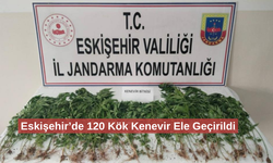 Eskişehir’de kamu arazisine kenevir eken şahıs suçüstü yakalandı