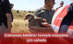 Gümüşhane’de 400 keklik keneyle mücadelede sahada
