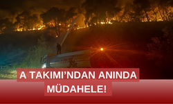 Kuruyan ağaçların yerine yenileri dikiliyor