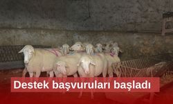 Damızlık koç destekleri başladı