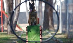 Hassas Burunlu Köpeklerinin Kondisyonu Antrenmanlarla Korunuyor