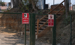 Sokak hayvanları için çalışma