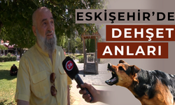 Dede ve torunu sokak köpeklerinin saldırısına uğradı