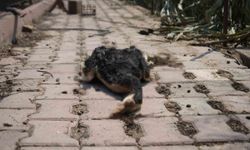 Orman yangını ardında üzücü görüntüler bıraktı