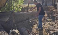 Sulama kanalına düşen inek, 5 saatlik çalışmayla kurtarıldı
