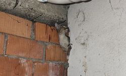 Anne kedi ve 4 yavrusu sıkıştıkları yerden kurtarıldı