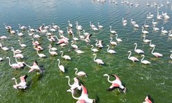 Flamingolar görsel şölen oluşturdu