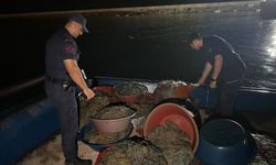 Kaçak kalkan avcılığına operasyon