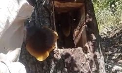 Ağaç Kovuğundan 5 Kilo Organik Bal Çıkarıldı