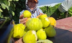 Sofraların yeni gözdesi: İncir cipsi