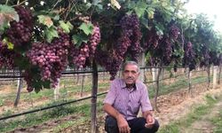 TARİŞ'e fiyat tepkisi