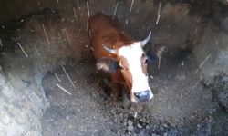 Su kuyusuna düşen inek kurtarıldı