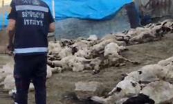Kurt saldırısı: 111 koyun telef oldu
