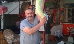 Dev acur hayrete düşürdü