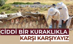 Arıcılar dikkat! Küresel ısınma tehdit ediyor