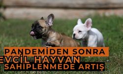 Türkiye’de Evcil Hayvan Sahiplenme Trendleri Değişiyor