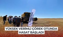 Yüksek verimli çörek otunda hasat başladı