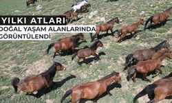 Yılkı atları doğal yaşam ortamlarında