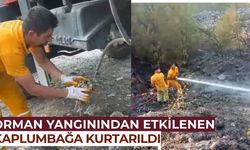 Orman yangınından etkilenen kaplumbağa kurtarıldı