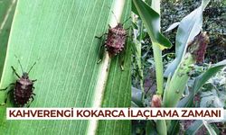 Mısırda kahverengi kokarca ilaçlama zamanı