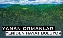 Yanan Ormanlar Yeniden Hayat Buluyor