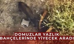 Yazlıkların bahçesinde domuz sürprizi
