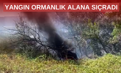 Tarım arazisinde başlayan yangın ormanlık alana sıçradı
