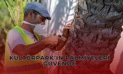 Kültürpark’taki Palmiyeleri Yapay Zeka Kurtardı