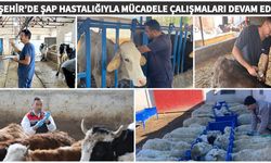 Şap hastalığıyla mücadele çalışmaları devam ediyor