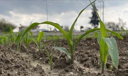 Uzmanlar Soya Ekilmesini Tavsiye Ediyor