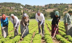 Büyükşehir destekliyor, üretim artıyor