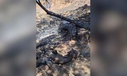 Yangın alanında kurtarılamayan bazı hayvanlar telef oldu