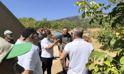Ceviz bahçelerinde inceleme yapıldı